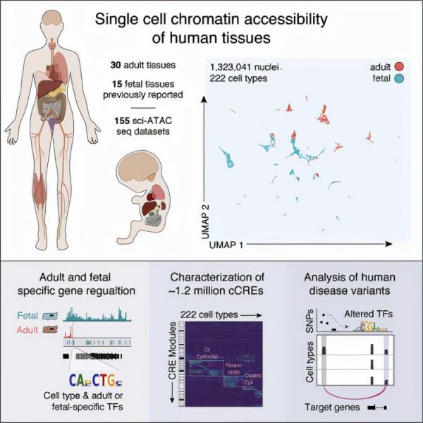 Cell：新研究構建出人類基因組中的單細胞染色質圖譜