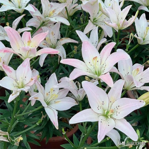 怎樣讓百合花開得更久 怎樣讓百合花開得更久