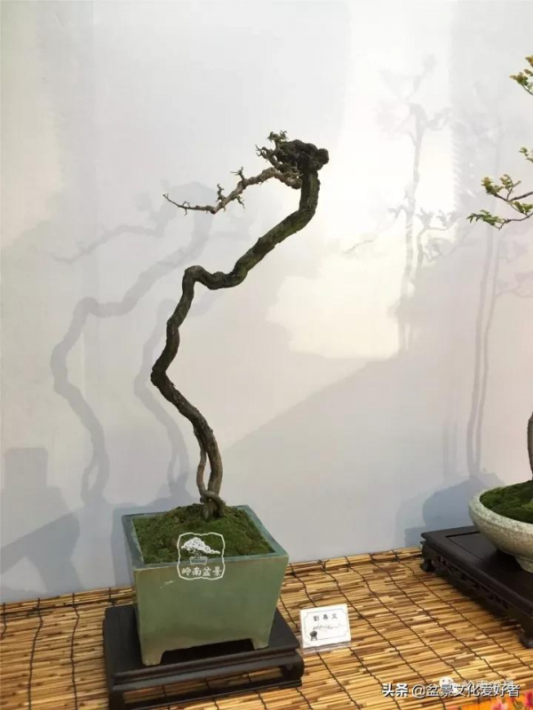 最高水準的素仁格盆景藝術，值得收藏