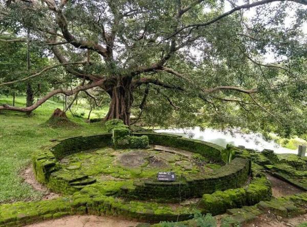 斯里蘭卡--回味無窮的青橄欖