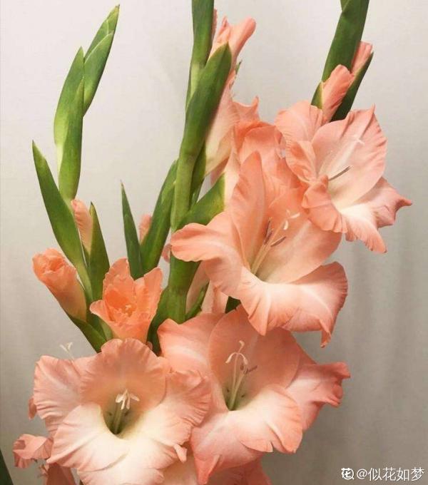 8種“儒雅花”，適合送給老師，氣質優雅有格調