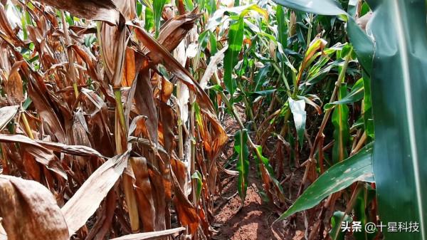 明年種玉米：科技素質高的人，要選“高抗莖腐病”的品種