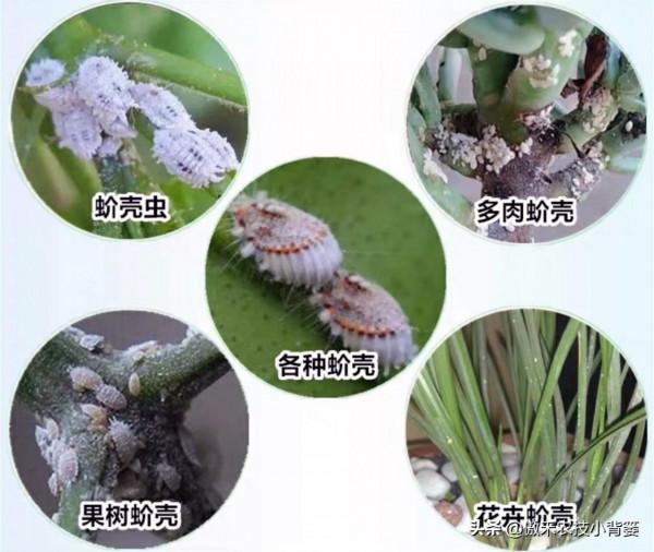 小小蚧殼蟲，植物大危害！要想徹底防治蚧殼蟲，必須注意這幾點