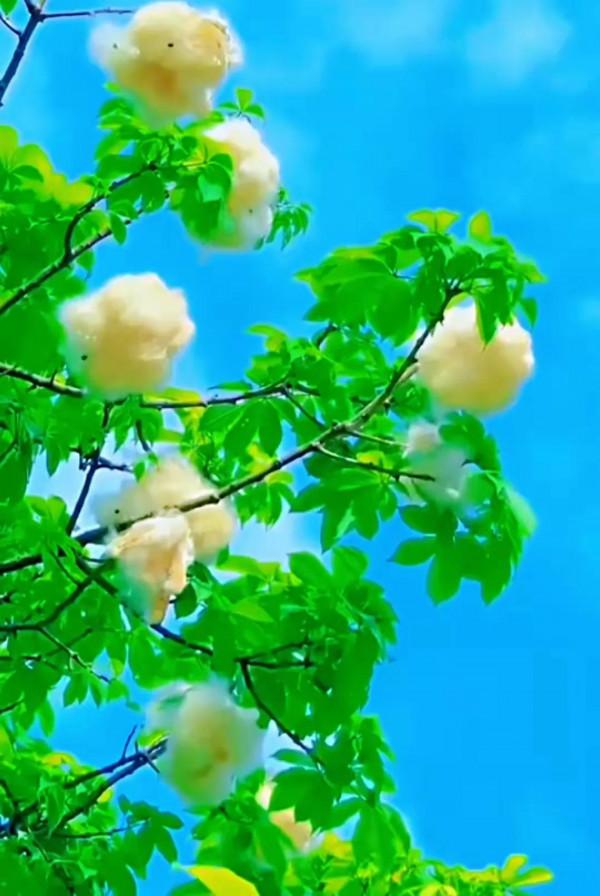 美景：夏日繁花