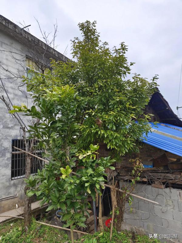 vivo X70 Pro&plus;拍照樣張賞析分享（第7期）