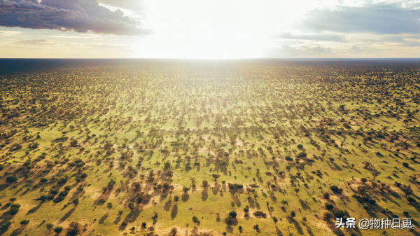 被遺棄的小母獅“斯爾佳”，長大後成了網紅
