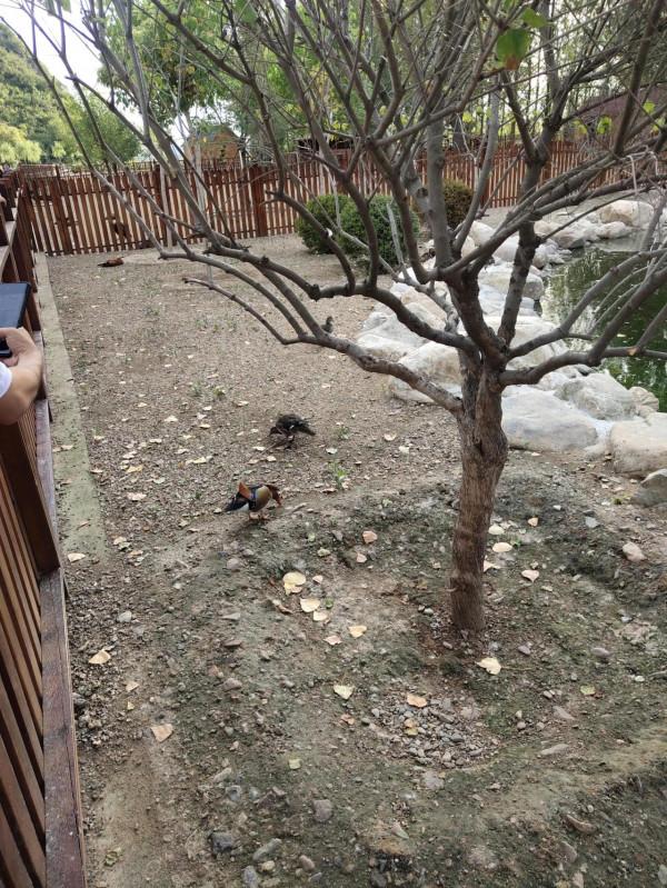 只羨鴛鴦不羨仙，是不對的