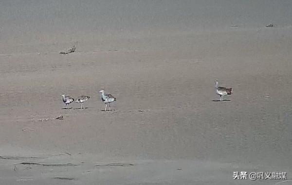 黃河鞏義溼地首次觀測到大鴇“駕臨”