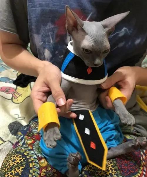 貓咪品種介紹大全！我們應該怎麼選擇適合自己的貓咪？