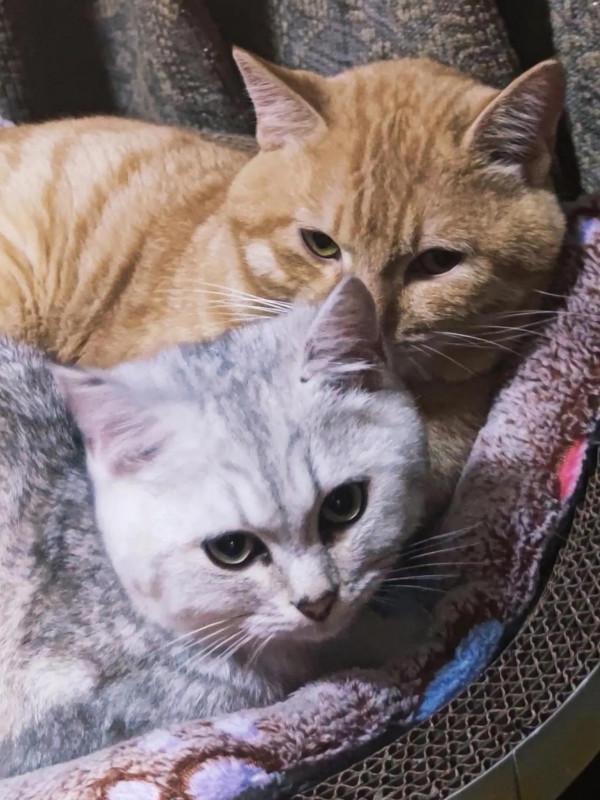 一隻土貓，身價比肩品種貓，養龐，不是錢能衡量的