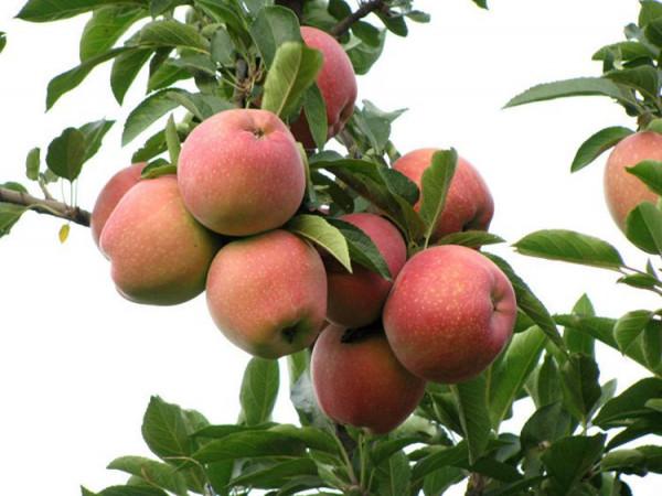 專家談丨魏延安：對推動我國果業高質量發展10個問題的思考