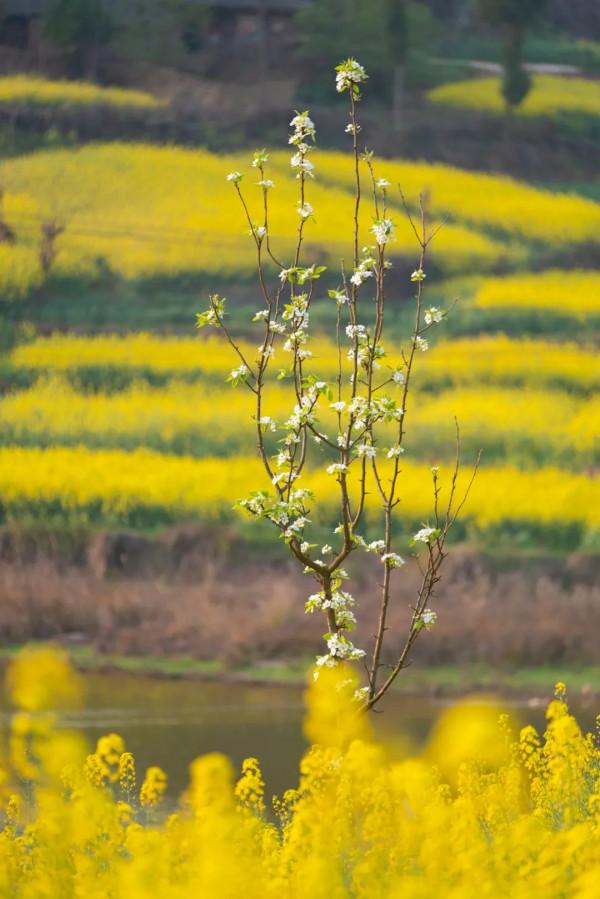 今年賞桃花，千萬別錯過大英&CenterDot;宋井桃源！