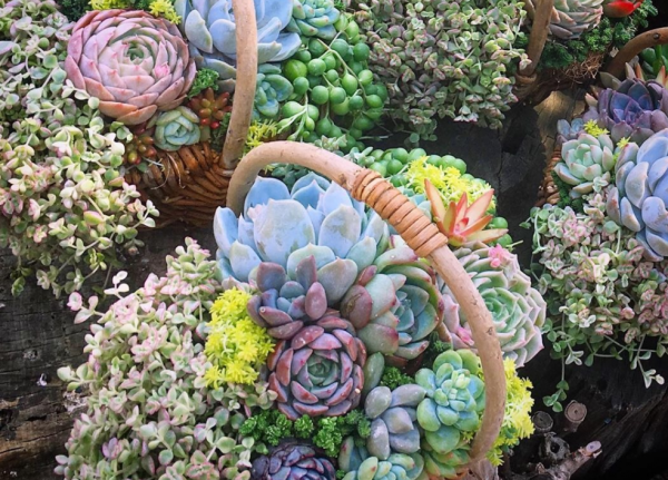 12月養多肉“拼盤”，套個“小罩子”，葉片照舊肥美多彩，惹人愛