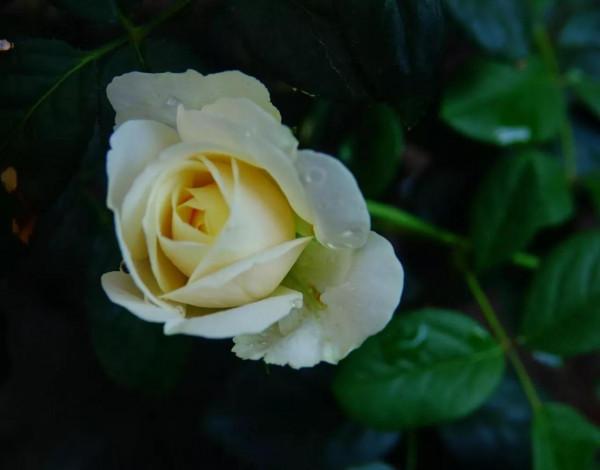 廣東的花友們,在經過幾天大雨之後,要做的第一件最重要是什麼? 廣東的花友們,在經過幾天大雨之後,要做的第一件最重要是什麼?