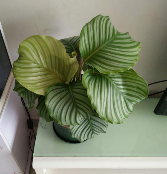 最像青蘋果的綠植,這5步做好,打造室內“青蘋果樂園” 最像青蘋果的綠植,這5步做好,打造室內“青蘋果樂園”