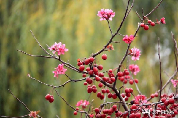花果相擁迎冬雪,山東黃河玫瑰湖國家溼地公園現奇觀 花果相擁迎冬雪,山東黃河玫瑰湖國家溼地公園現奇觀