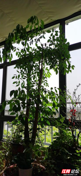 最美陽臺丨買過多套房,為何卻傾心這一套的大陽臺? 最美陽臺丨買過多套房,為何卻傾心這一套的大陽臺?