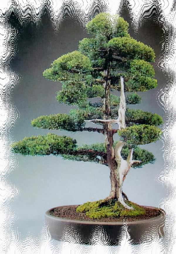 盆景中的“勢”歸納為四德六忌 盆景中的“勢”歸納為四德六忌