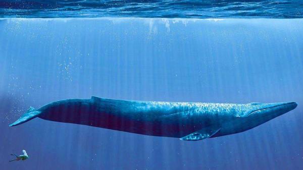 世界上最大的動物，它的舌頭可以站50個人，一天進食量高達5噸