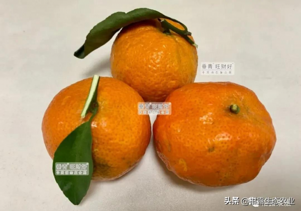 今年砂糖橘浮皮果增多?什麼原因,來年該如何預防? 今年砂糖橘浮皮果增多?什麼原因,來年該如何預防?