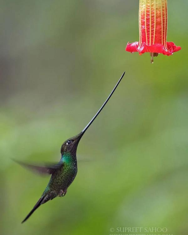 愛紅花•愛甜蜜