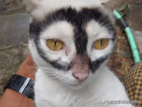 好看的皮囊千篇一律，但是醜的千姿百態的貓你都見過嗎？