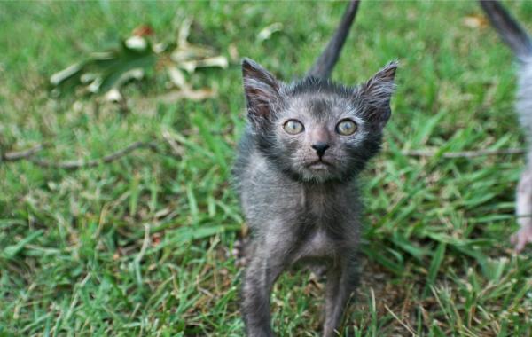 “狼貓”是什麼動物？長得像貓，性格像狗，售價上萬