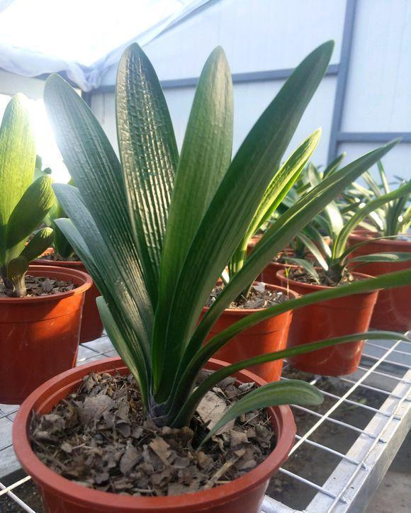 養君子蘭，死記硬背5個要點，啥問題也沒有，葉子油綠過年滿花箭