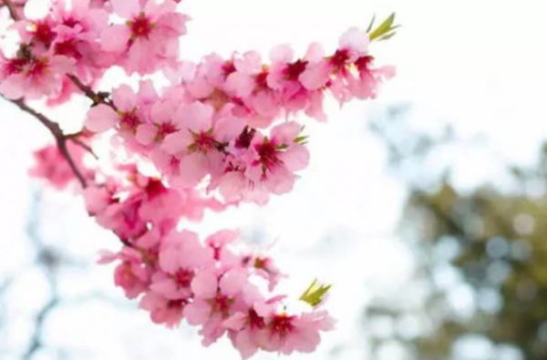 有一種高情商:不說,不評,不爭辯 有一種高情商:不說,不評,不爭辯