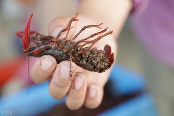 兩招讓你知道蝦田裡面小龍蝦蝦苗數量是不是剛剛好? 兩招讓你知道蝦田裡面小龍蝦蝦苗數量是不是剛剛好?