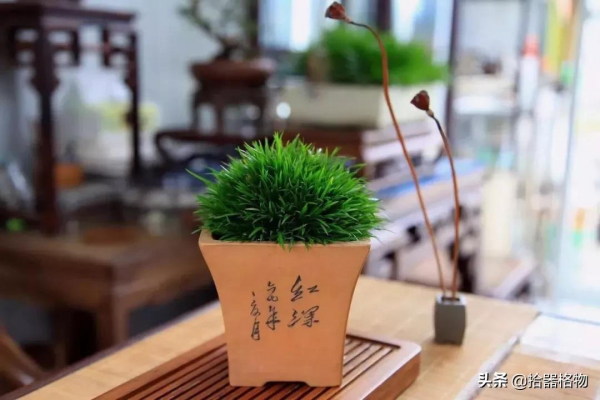 細說菖蒲品種 細說菖蒲品種