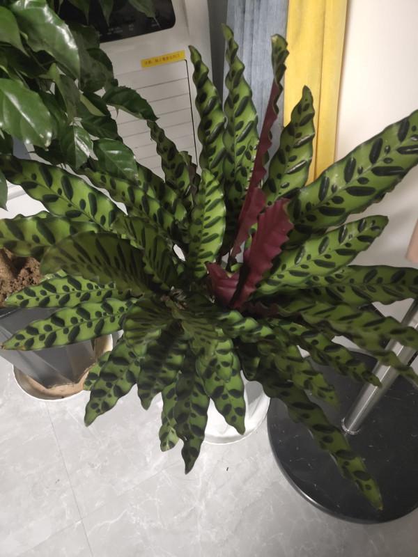 4種“觀葉花”，葉子美得像幅畫，耐陰好養適合新手