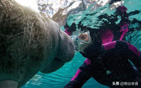 已滅絕的海牛物種基因組，揭示了當今的面板病問題