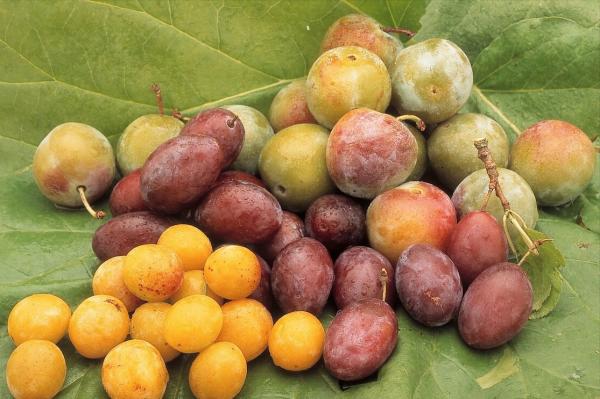 中秋節送禮有講究,水果牢記“5送2不送”,老傳統帶來好寓意 中秋節送禮有講究,水果牢記“5送2不送”,老傳統帶來好寓意