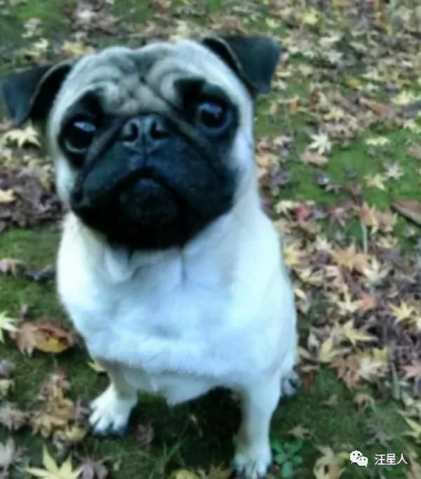 狗子小時候長得很成熟，15歲後卻逆生長……滿臉都是膠原蛋白