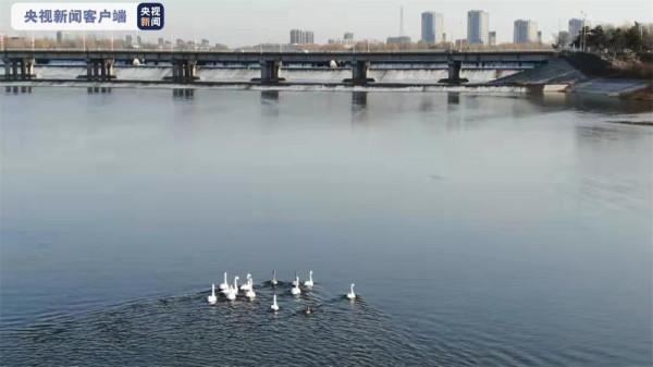 密雲成候鳥天堂 觀賞候鳥正當時 密雲成候鳥天堂 觀賞候鳥正當時