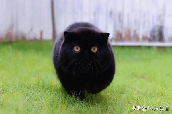 《月夜隨想》—杜甫《月夜》新解 《月夜隨想》—杜甫《月夜》新解