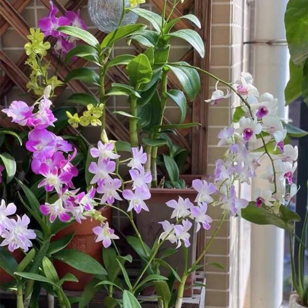 公認的“12種耐陰花”，有點散光就能長，花葉俱美有格調