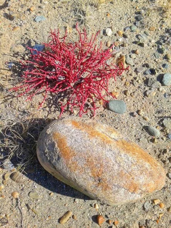 等疫情結束後，我們去撿石頭吧