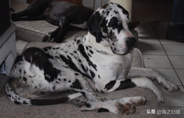 31張“捉迷藏”照片，證明貓咪才是“偽裝大師”，你能找到它嗎？