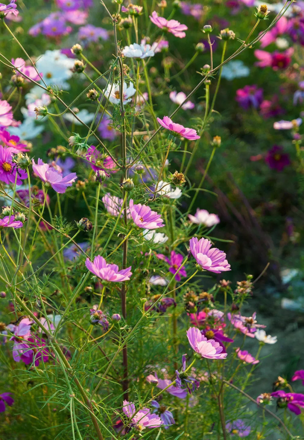 花海來啦!金卉莊園11月最美賞花季現已開啟!快來走“花路”吧! 花海來啦!金卉莊園11月最美賞花季現已開啟!快來走“花路”吧!