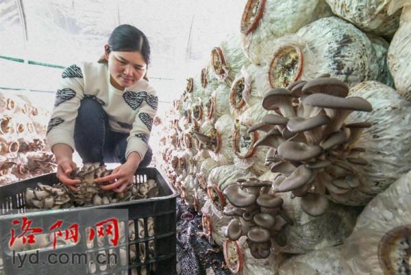 偃師區翟鎮鎮：果蔬大棚喜獲豐收 特色種植助推振興「組圖」