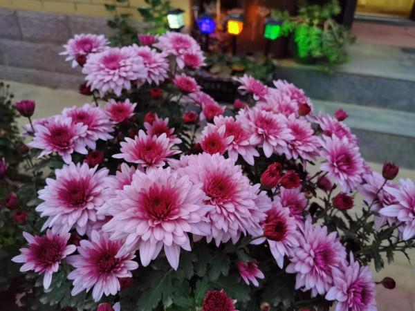 淺談入冬花草管理