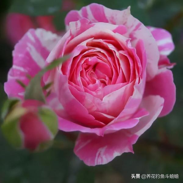 新手總養不好月季，就是因為這三動作“太勤快”，糾正就能爆盆了