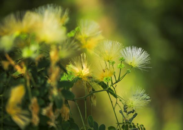 合歡花綻妍 合歡花綻妍