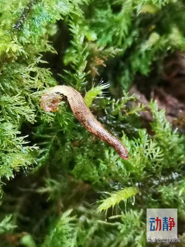 野性貴州 有問必答丨這個山裡的“吸血鬼”吸血量驚人，被它咬為何感覺不到疼？