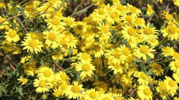 古詩詞中最美的10朵花,《山園小梅》僅排第二,誰獨佔榜首? 古詩詞中最美的10朵花,《山園小梅》僅排第二,誰獨佔榜首?