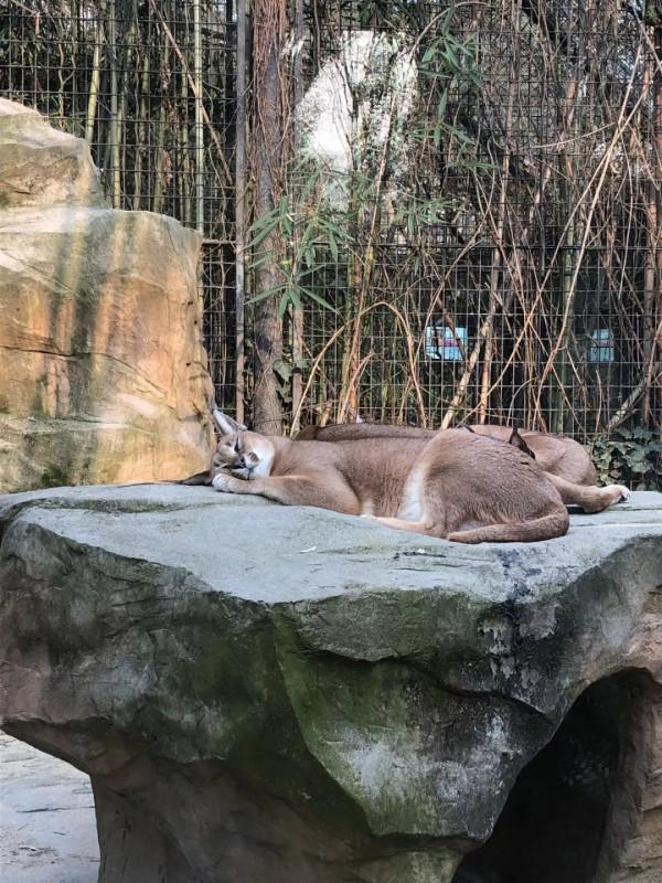 【探索】誰家的“毛絨玩具”掛樹上了?其實動物們都是這樣睡覺的→ 【探索】誰家的“毛絨玩具”掛樹上了?其實動物們都是這樣睡覺的→