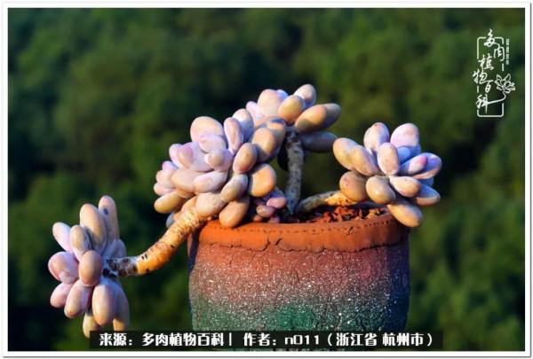 養多肉，莫忘初心，原本我只是想養一顆花