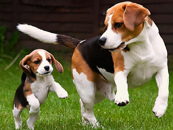 這幾種狗，“棄養率”最高，太讓人心疼了